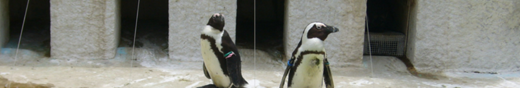 ラッシュガードの今年の夏の最新NEWS！